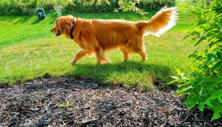 15 Dog Friendly Backyard Ideas With No Grass