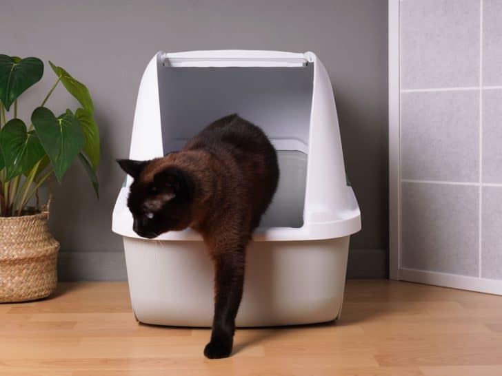 Where To Put the Litter Box In a Small Apartment 