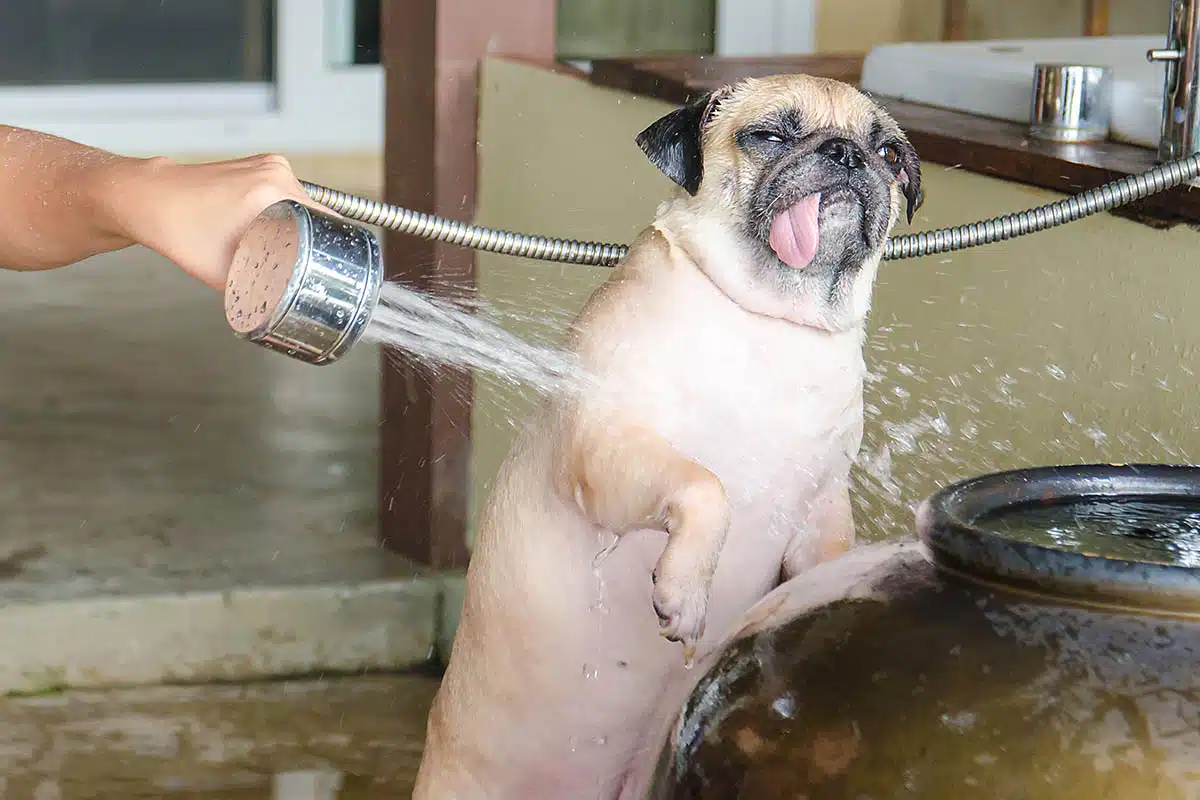 Dog shower