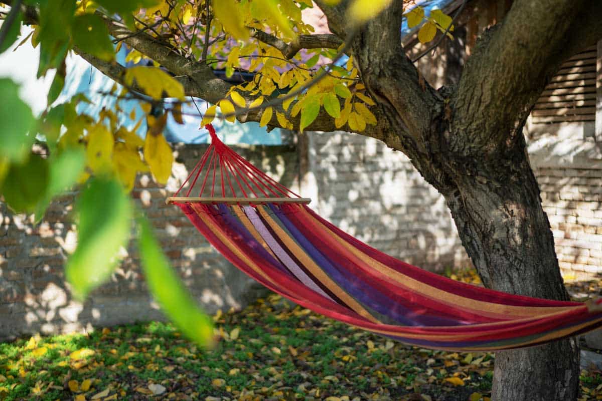hammock hanging from tree