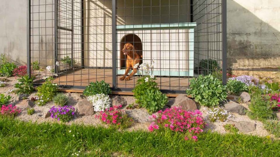 15 Dog Friendly Backyard Ideas With No Grass