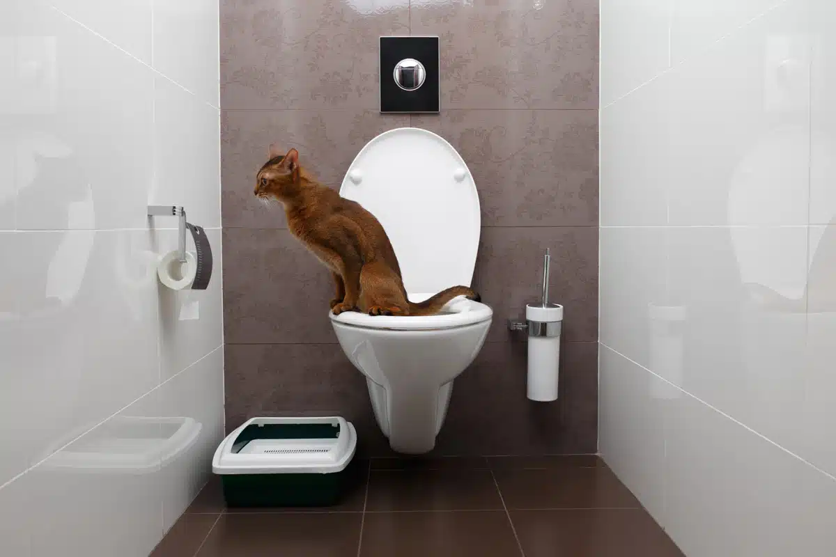 trained cat on toilet in bathroom