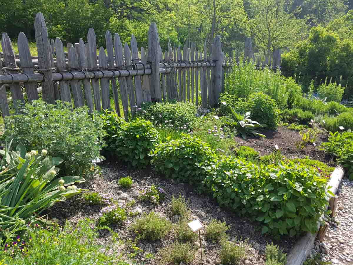 vegetable and herb garden in yard