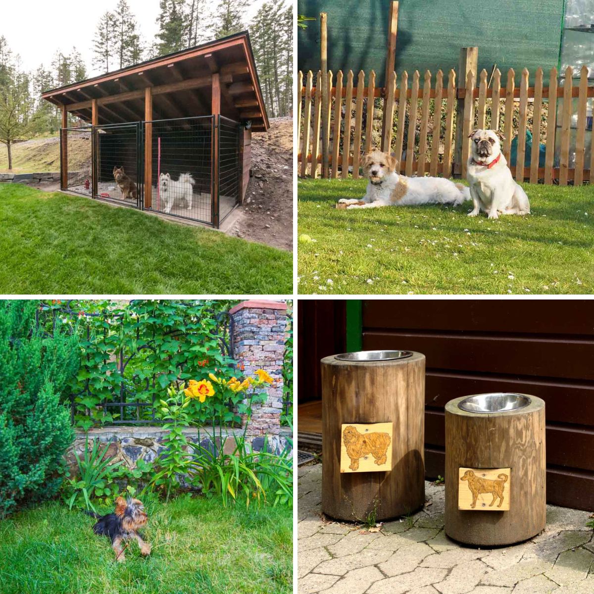 dog friendly ideas for backyards