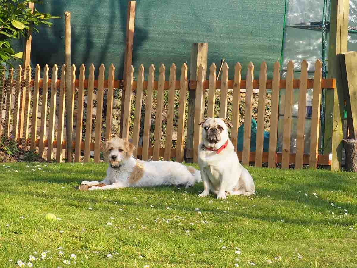 dog proof fencing made of wood