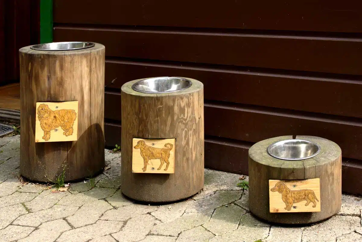 feeding station for dogs