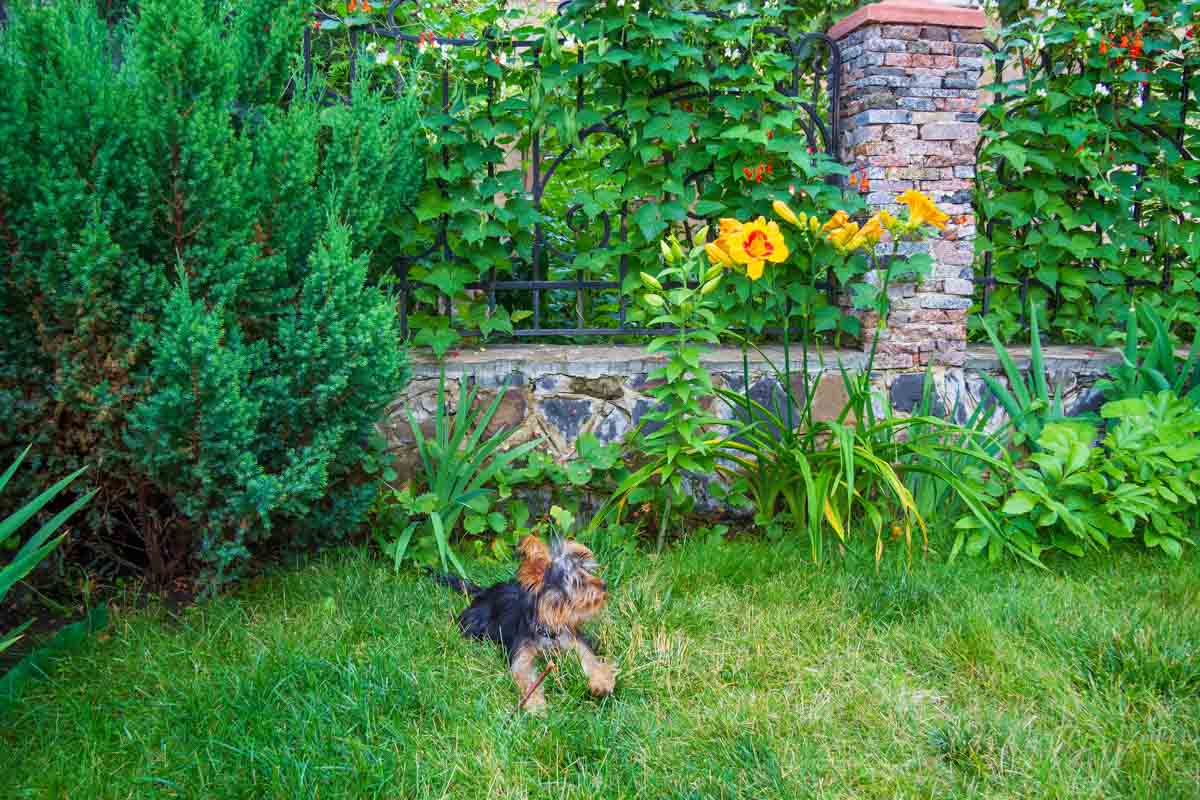 yard with dog friendly plants